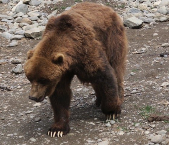 アラスカ動物園 グリスリーベア