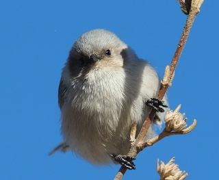 USAJPN.COM トップ写真 Bushtit コロラド州ルイスビル市 「コロラドのシマエナガ」