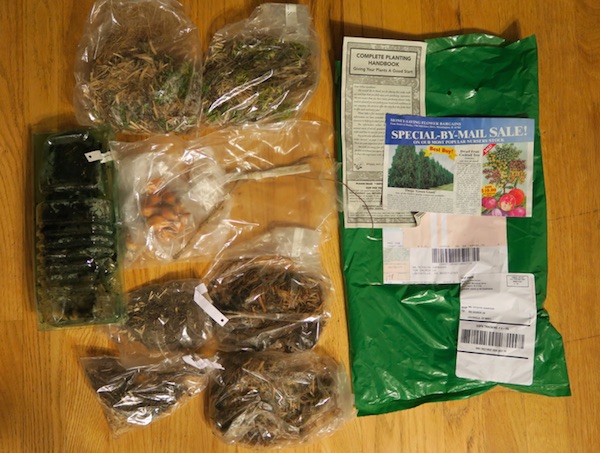 Direct Gardening から届いた苗