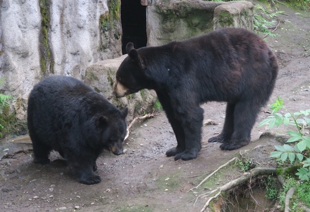 アラスカ動物園　ブラックベア