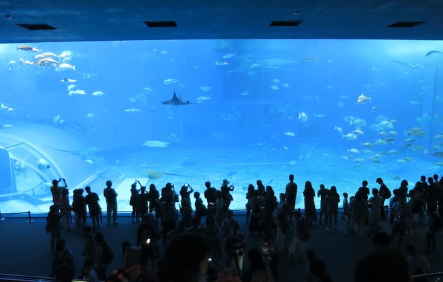 美ら海　水族館