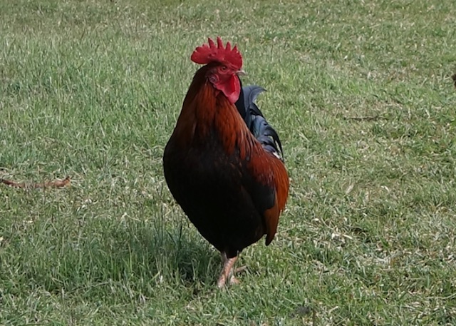 カウアイ島