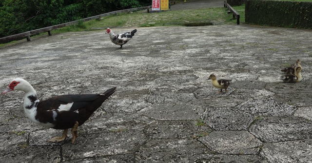 那覇 首里城 にわとり