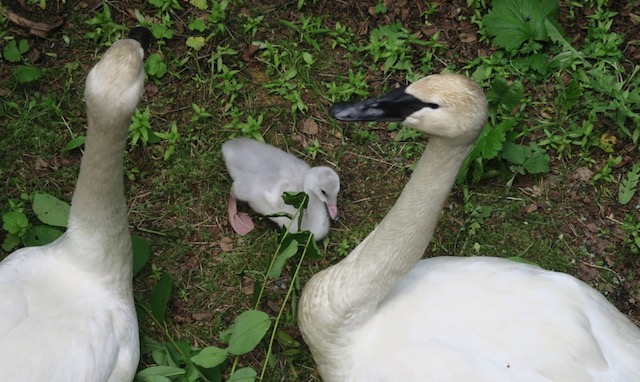 アラスカ動物園　野生の白鳥