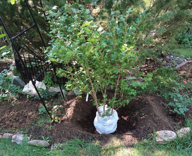 アメリカで植樹 Amur Maple カラコギカエデ 紅葉