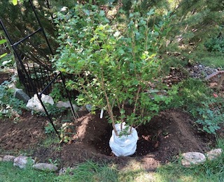 植樹 アメリカで木の苗木を植える