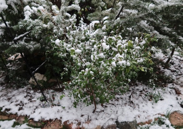 アメリカで植樹 Amur Maple カラコギカエデ 紅葉