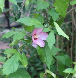 Rose of Sharon アメリカのムクゲ