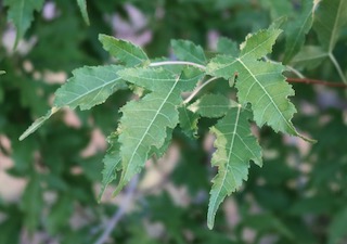 アメリカの木 広葉樹 楓 カエデ Amur Maple