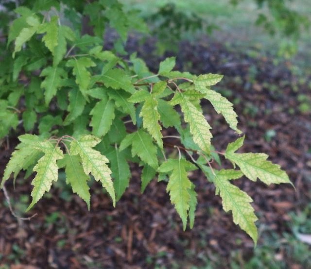 Amur Maple カラコギカエデ アメリカの木