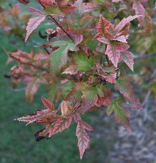 Amur Maple カラコギカエデ アメリカの木