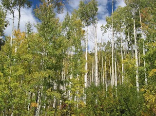 Aspen の木 