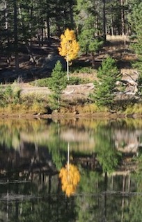 アメリカの紅葉 黄葉