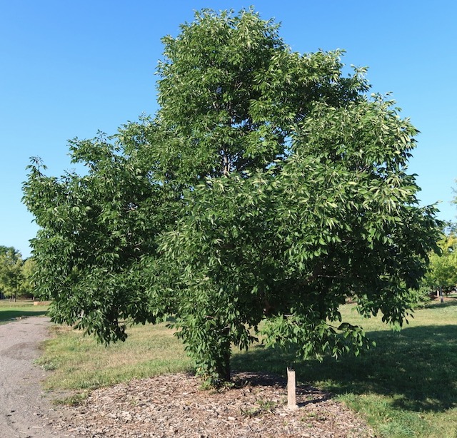 アメリカの木 広葉樹 トリネコ  Autumn Purple Ash