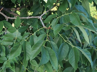 アメリカの木 広葉樹 トリネコ  Autumn Purple Ash