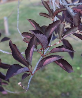 アメリカの木 広葉樹  Canada Red Chokecherry