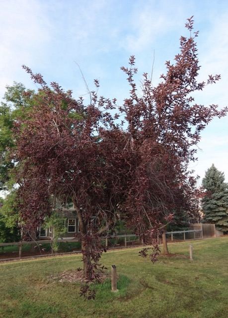 アメリカの木 広葉樹  Canada Red Chokecherry