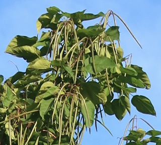 アメリカの木 広葉樹 キササゲ Western Catalpa