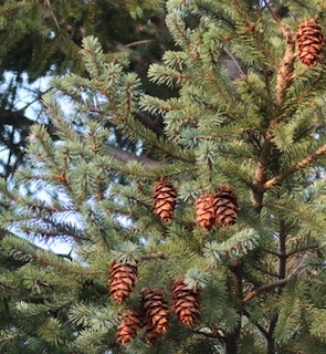 アメリカの木 針葉樹 Douglas Fir