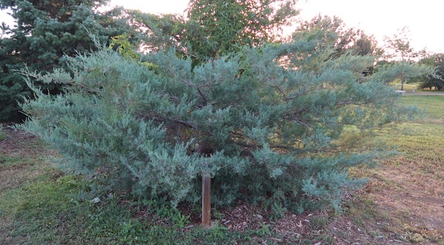 アメリカの木 針葉樹 Eastern Red Cedar