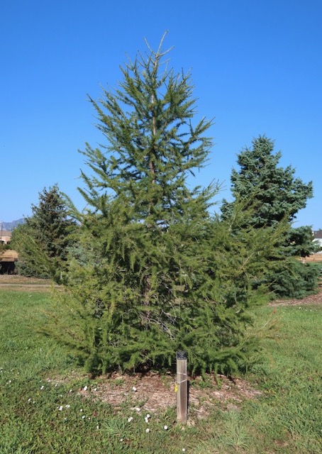 アメリカの木 針葉樹 European Larch