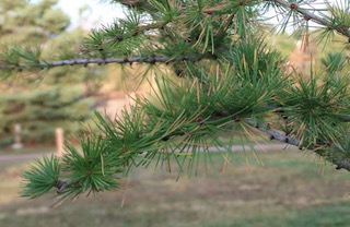 アメリカの木 針葉樹 European Larch