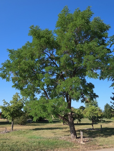 アメリカの木 広葉樹 ニセアカシア Frisia Golden Locust