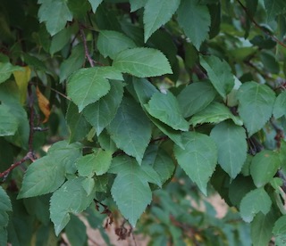 アメリカの木 広葉樹 野生リンゴ Guinevere Crabapple