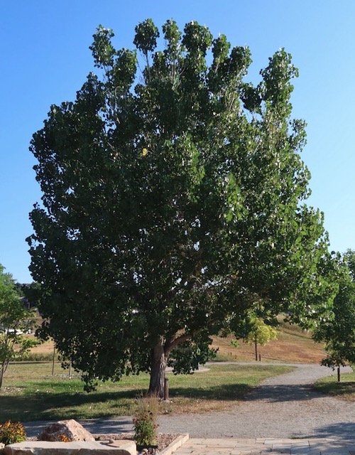 アメリカの木 広葉樹 ヒロハハコヤナギ  Jeronimus Plains Cottonwood
