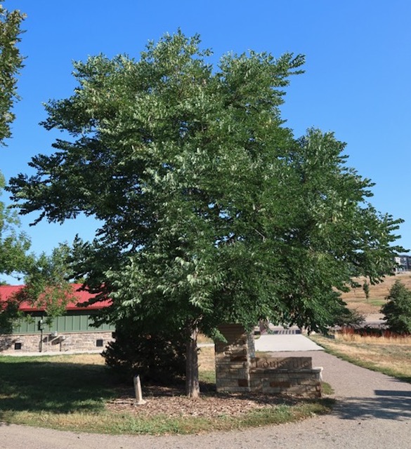 アメリカの木 広葉樹 ケンタッキーコーヒーノキ Kentucky Coffeetree