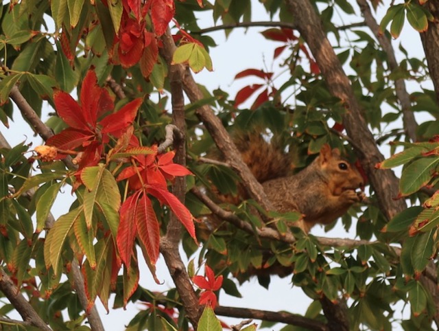 アメリカの木 Ohio Buckeye オハイオトチノキ