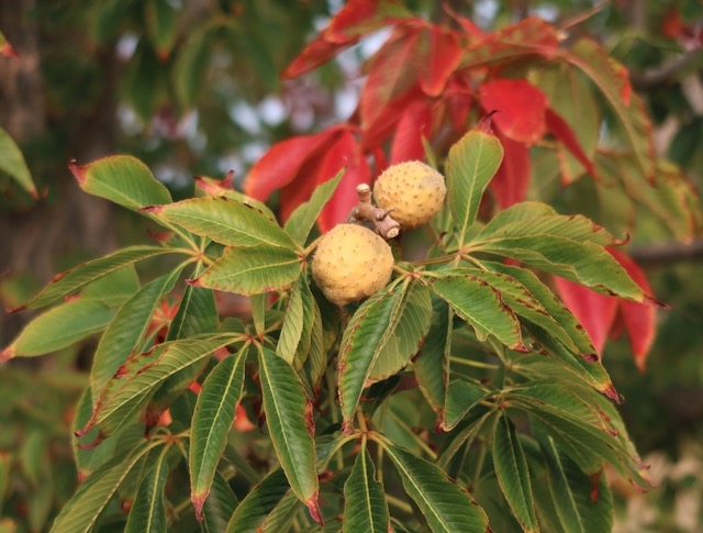 アメリカの木 Ohio Buckeye オハイオトチノキ