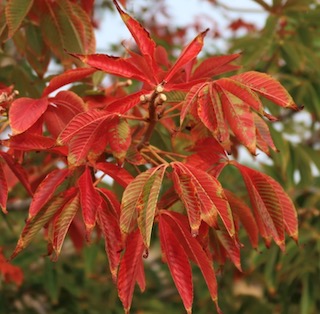 Ohio Buckeye 葉の色 オハイオトチノキ