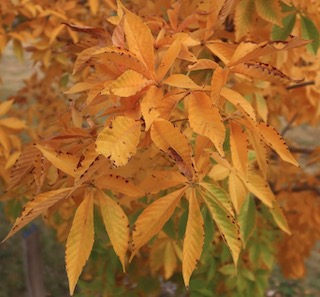 Ohio Buckeye 葉の色 オハイオトチノキ