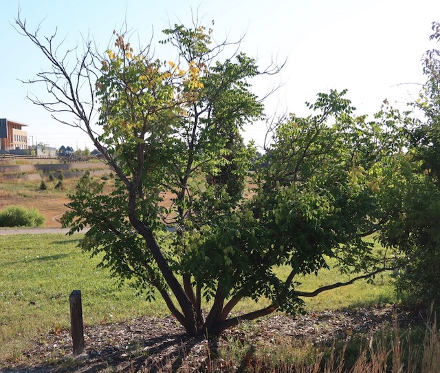 アメリカの木 広葉樹 もくげんじ Panicled Goldenraintree