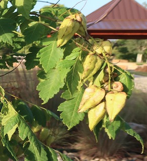 アメリカの木 広葉樹 もくげんじ Panicled Goldenraintree