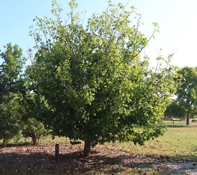 アメリカの木 広葉樹 サンザシ  River Hawthorn