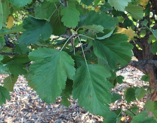 アメリカの木 広葉樹 サンザシ  River Hawthorn