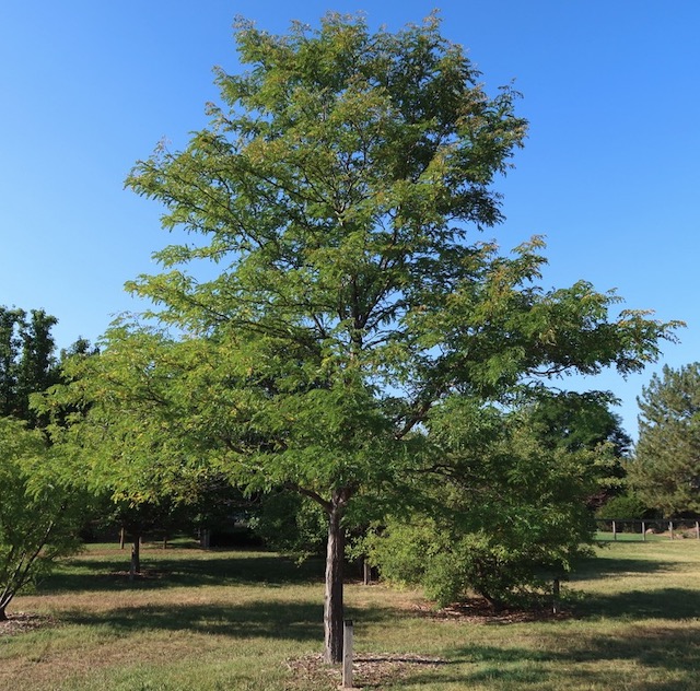 アメリカの木 広葉樹 ハニークラスト  Skyline Honeylocust