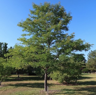 アメリカの木 広葉樹 ハニークラスト  Skyline Honeylocust