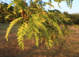 アメリカの木 広葉樹 ハニークラスト  Skyline Honeylocust