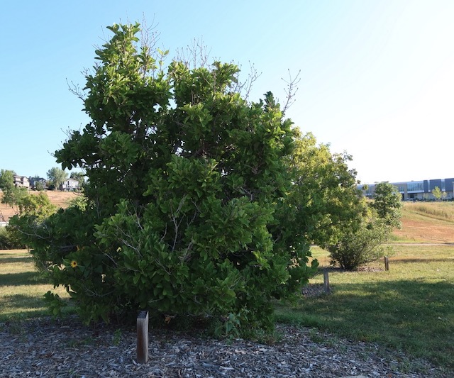 アメリカの木 広葉樹 モクレン Sweet Bay Magnolia