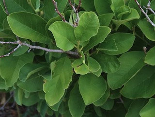 アメリカの木 広葉樹 モクレン Sweet Bay Magnolia