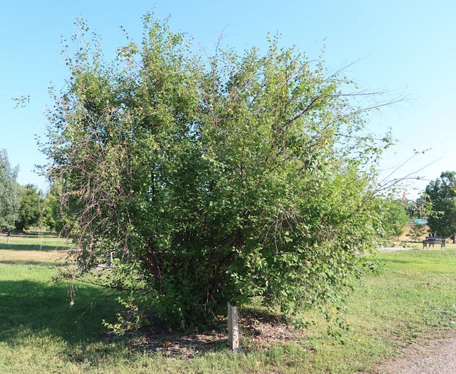 アメリカの木 広葉樹 カバノキ Western River Birch