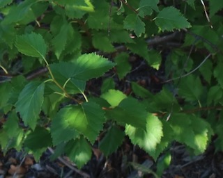 アメリカの木 広葉樹 カバノキ Western River Birch