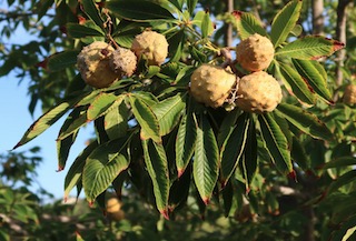 アメリカの木 広葉樹 カバノキ Western River Birch