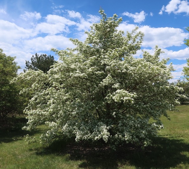 Snowbird Hawthorn サンザシ -アメリカの木