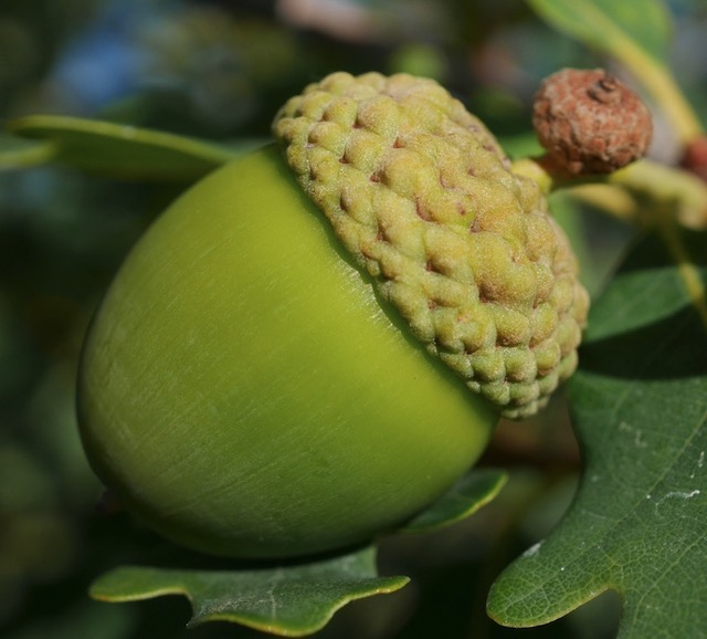 Acorn どんぐり Prairie Stature Oak