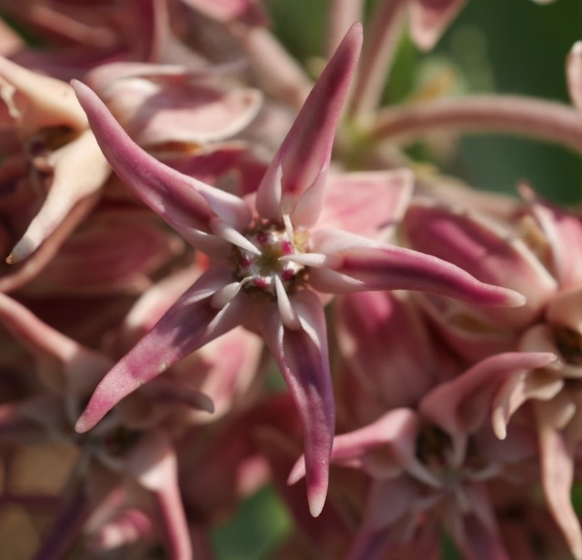 asclepias speciosa showy milkweed アメリカの植物　 Plantnet で識別