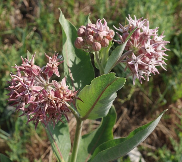 asclepias speciosa showy milkweed アメリカの植物　 Plantnet で識別